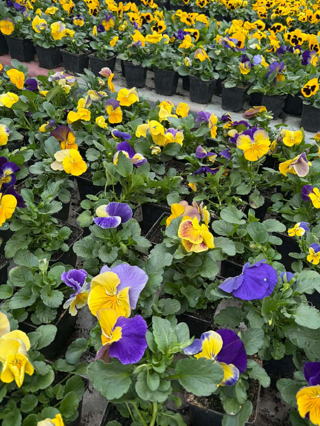 IMG-20260316-WA0003 kopia.jpg