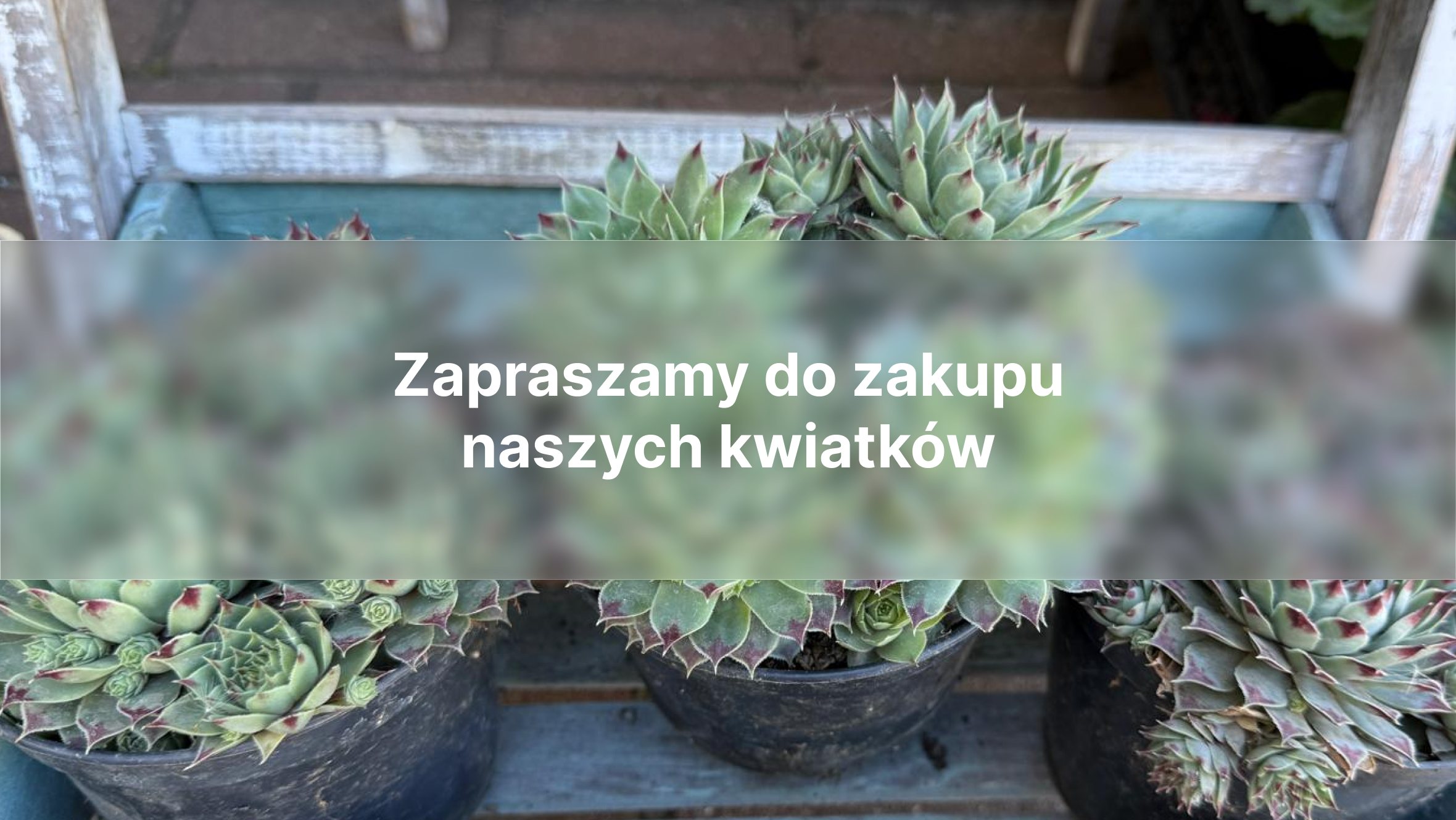 Zapraszamy do zakupu naszych kwiatków
