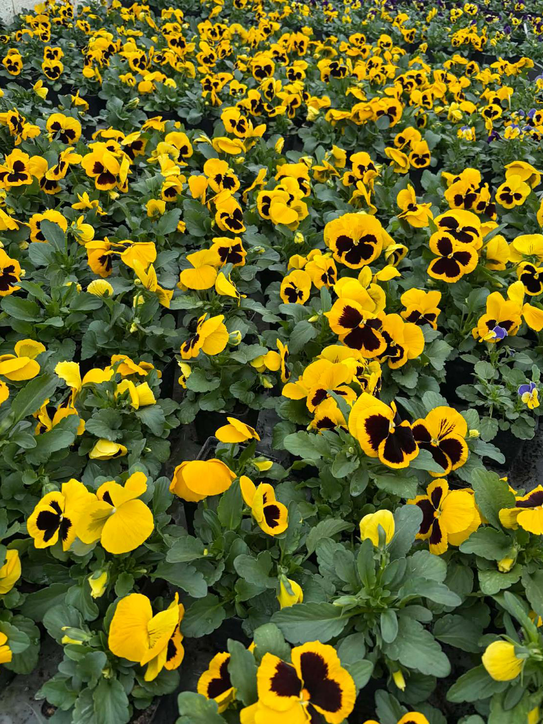 IMG-20260316-WA0004 kopia.jpg