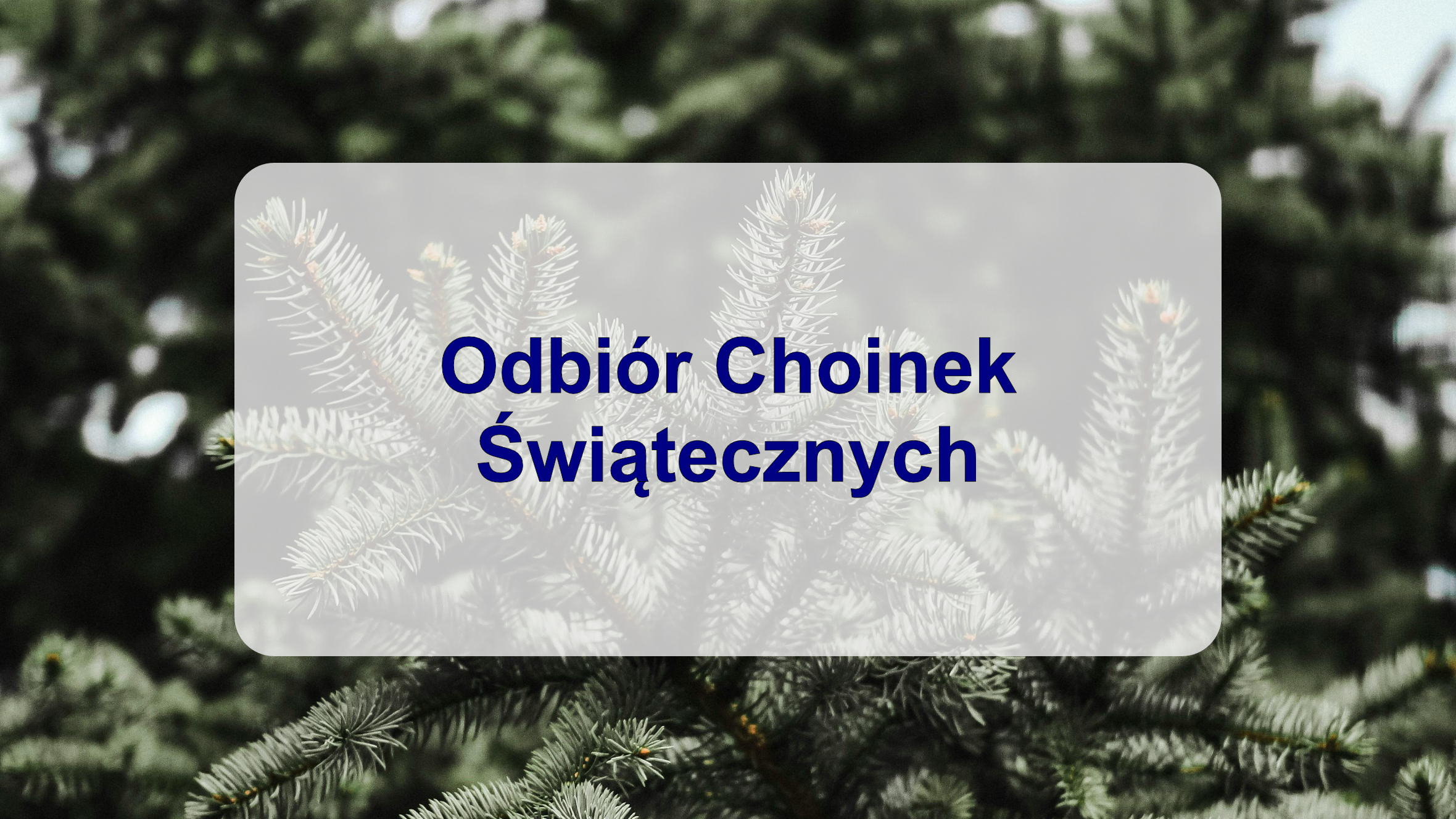 Odbiór Choinek Świątecznych