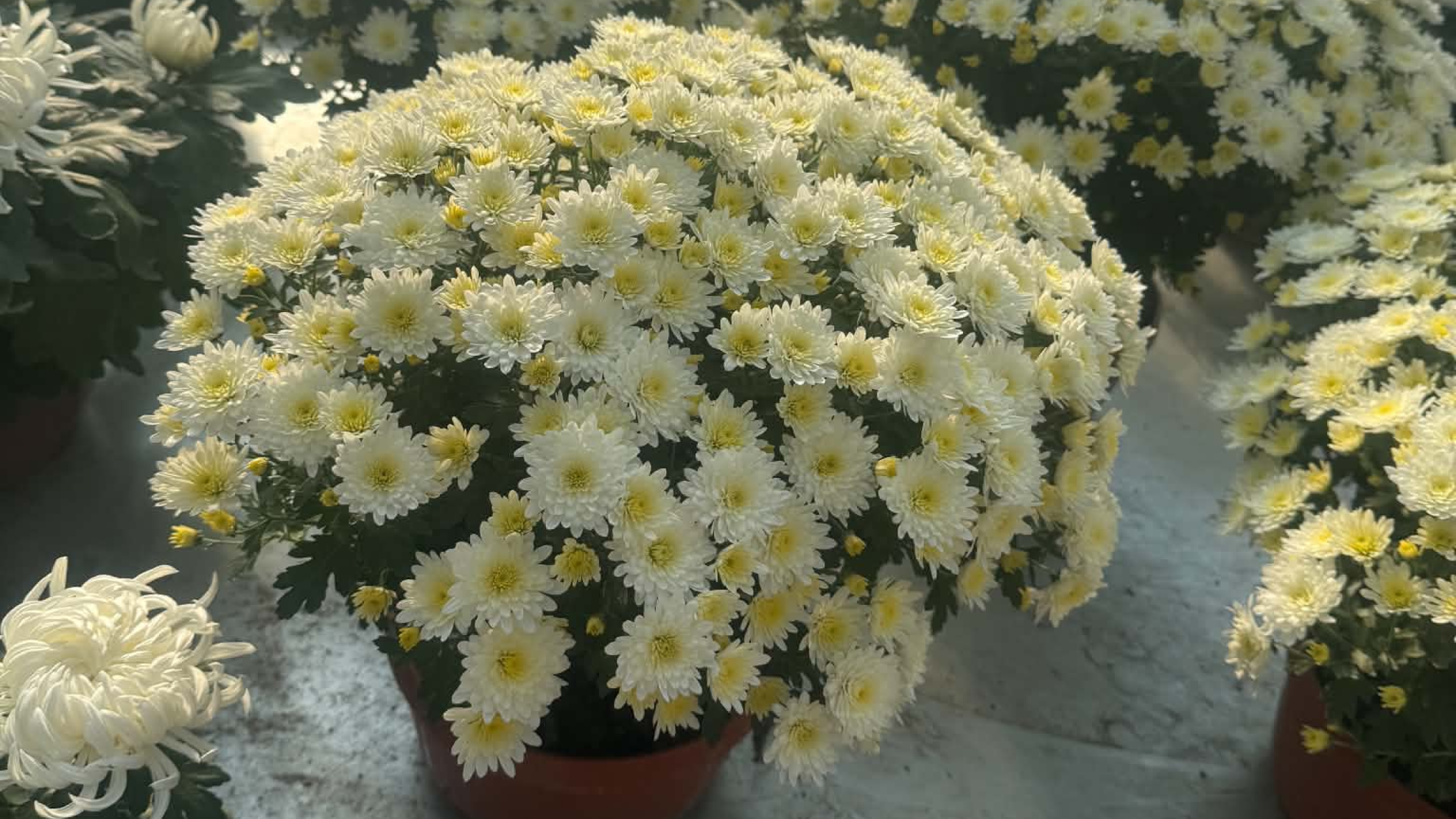 Chryzantemy doniczkowe od PGK