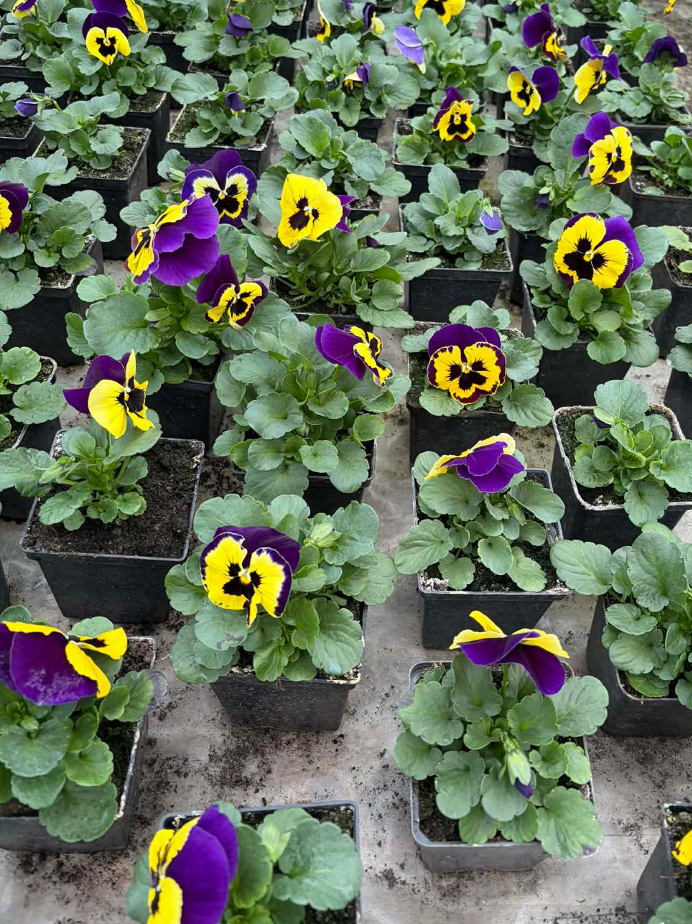 IMG-20260316-WA0005 kopia.jpg